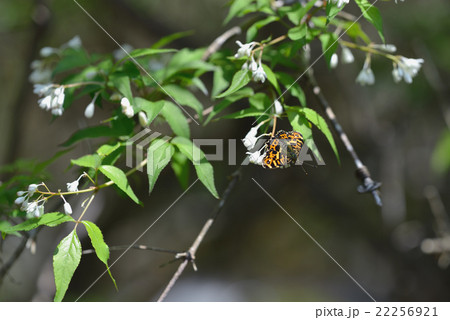 サカハチチョウ　ミツバウツギで吸蜜 22256921