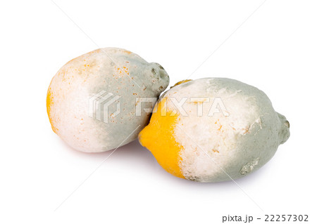 moldy lemon citrus fruit on white background moldy lemon citrus fruit on white background 22257302