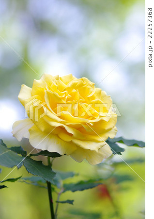 黄色い薔薇 22257368