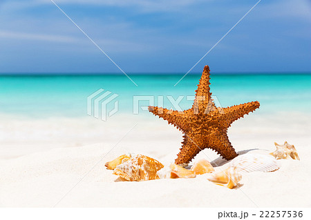 Starfish on the white sandy beach 22257536