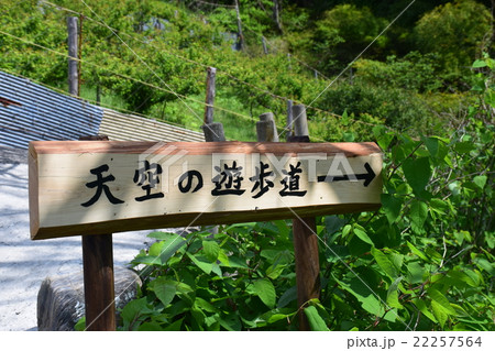 岐阜 春日村 天空の里 茶畑 天空の遊歩道案内 岐阜 春日村 天空の里 茶畑 天空の遊歩道案内 22257564