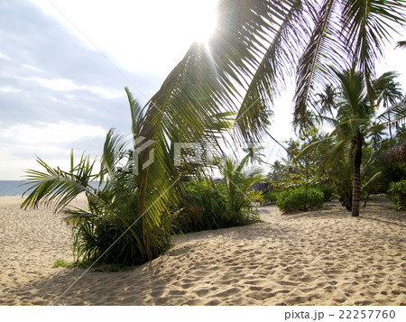 Palms at the beach Palms at the beach 22257760