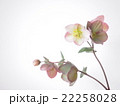 クリスマスローズ　ピンク　横　 22258028