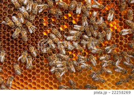 Close up view of working bees and collected pollen 22258269