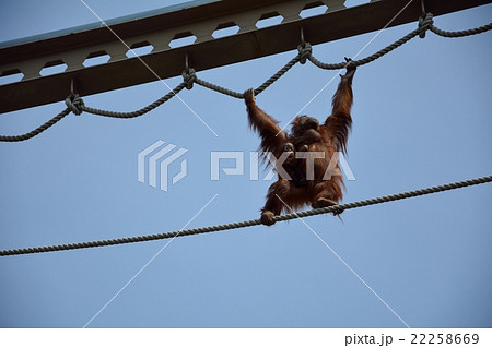 旭山動物園 22258669