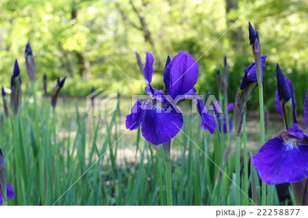 アヤメ 22258877