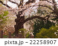 さくら　風に舞う 22258907