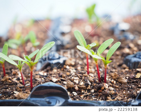 発芽 22259138