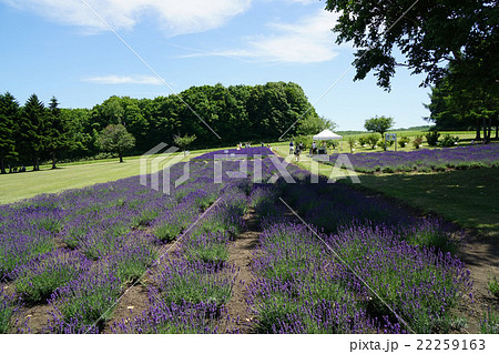 ラベンダー畑 22259163