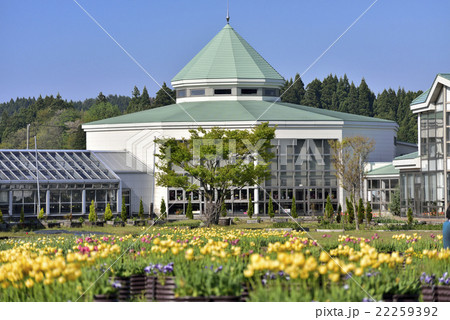 チュウリップ咲くブルーメッセあきた 22259392