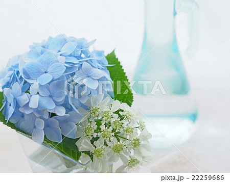 青いアジサイとオルレイヤ 青いアジサイとオルレイヤ 22259686