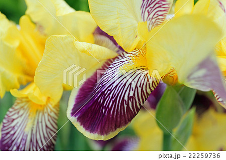 ジャーマンアイリス ジャーマンアイリス 22259736