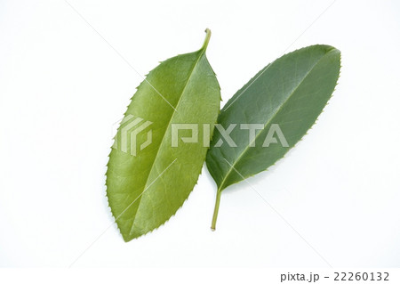 はがきの木の葉 はがきの木の葉 22260132