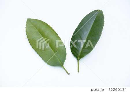 はがきの木の葉 はがきの木の葉 22260134