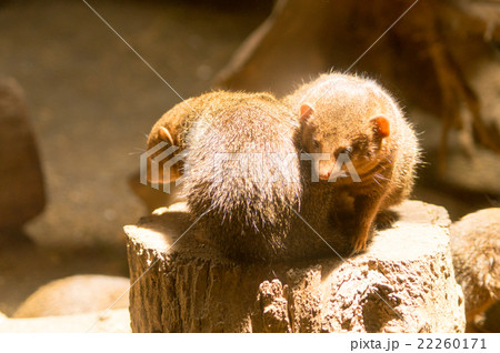 いつも一緒にいるマングース 22260171