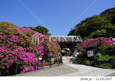 4月花　ツツジ・ツツジ科87鎌倉・安養院 22261087