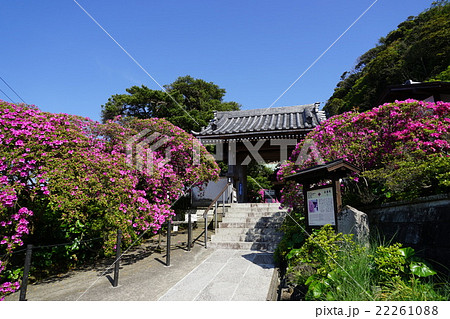 4月花　ツツジ・ツツジ科88鎌倉・安養院 22261088