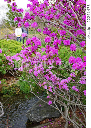 エゾムラサキツツジ/大株【現品発送】管理60740 楽天市場】エゾムラサキツツジの通販