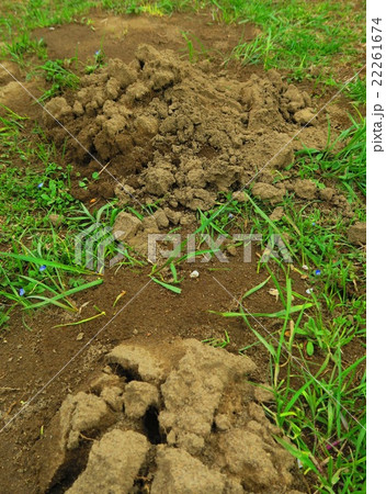 モグラが掘った盛り土 22261674