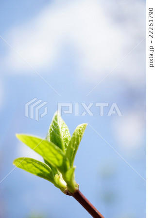 ライラックの若葉 ライラックの若葉 22261790
