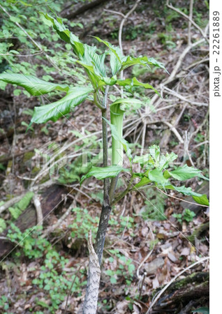 ホソバテンナンショウ 22261889