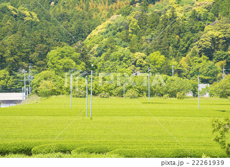 新茶が広がる茶畑（掛川茶） 22261939