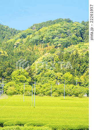新茶が広がる茶畑（静岡県掛川茶） 22261957