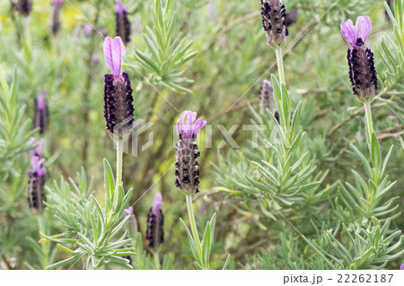 フレンチラベンダー 22262187