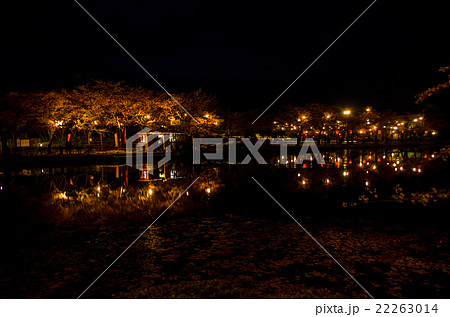 高田公園の夜桜 22263014