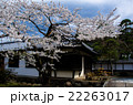 普願寺の桜 22263017