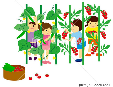 きゅうりとトマトの収穫のイラスト素材 22263221 Pixta