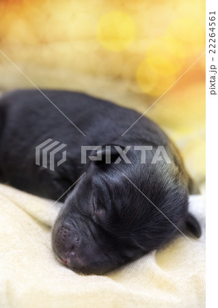 newborn puppy sleeping black labrador retriever 22264561