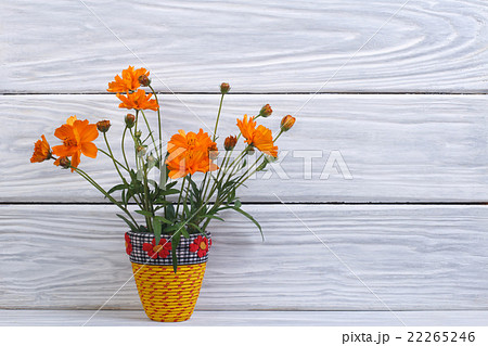 Orange marigold flowers in a yellow vase Orange marigold flowers in a yellow vase 22265246