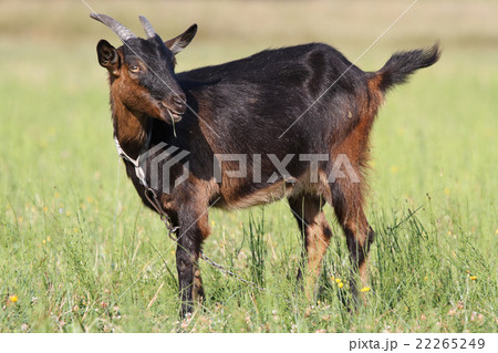 Brown goat on green summer pasture 22265249