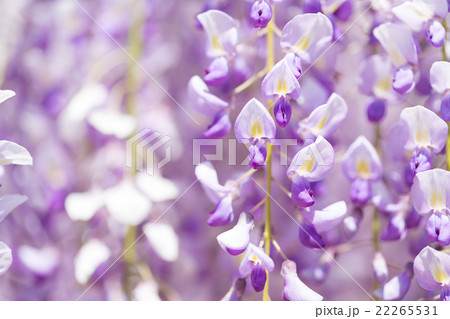 藤の花 藤の花 22265531