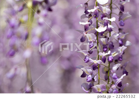 藤の花 藤の花 22265532