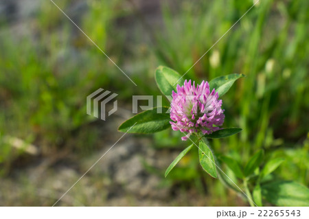 ムラサキツメクサ 22265543