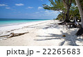 Beach coconut palms Mexico 22265683