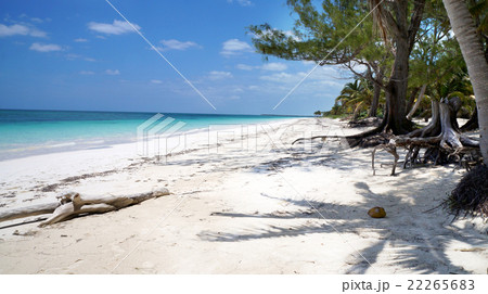 Beach coconut palms Mexico 22265683