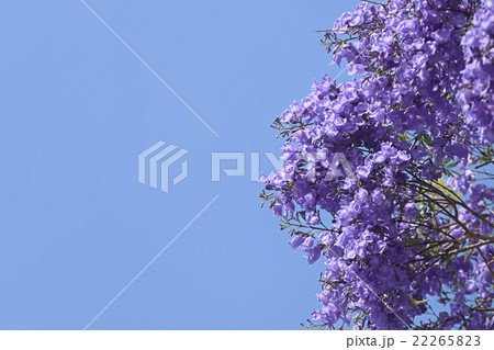 青空一杯に満開のジャカランダの花 22265823