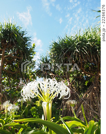 沖縄 石垣島のフサキビーチに咲くハマユウの白い花とアダンと夏空の写真素材
