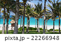 Palm garden 22266948