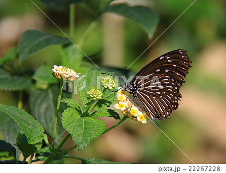 ツマムラサキマダラ 22267228