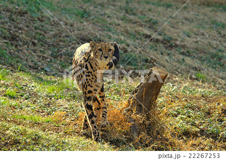 チーター 22267253