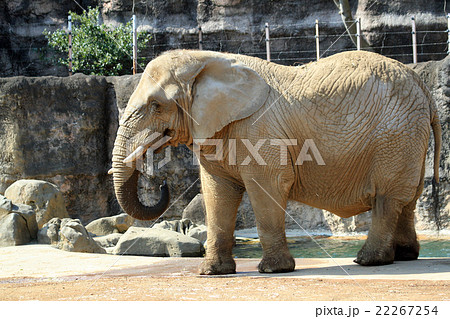 アフリカゾウ 22267254