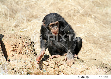 チンパンジーの子供の写真素材