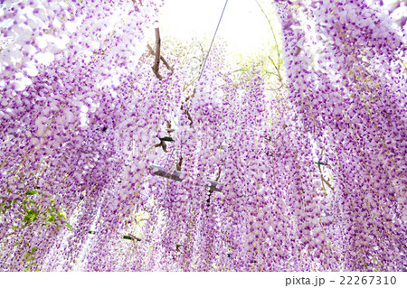 藤の花 22267310