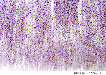 藤の花 22267312