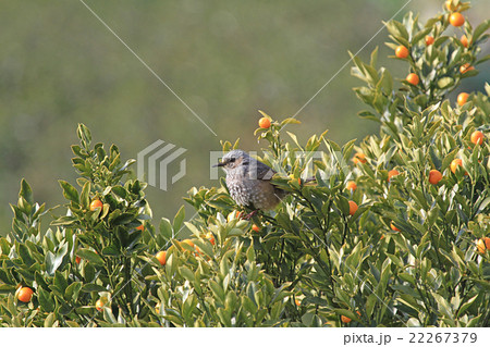 ヒヨドリ 22267379