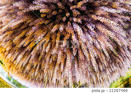 藤の花 ライトアップ 22267466